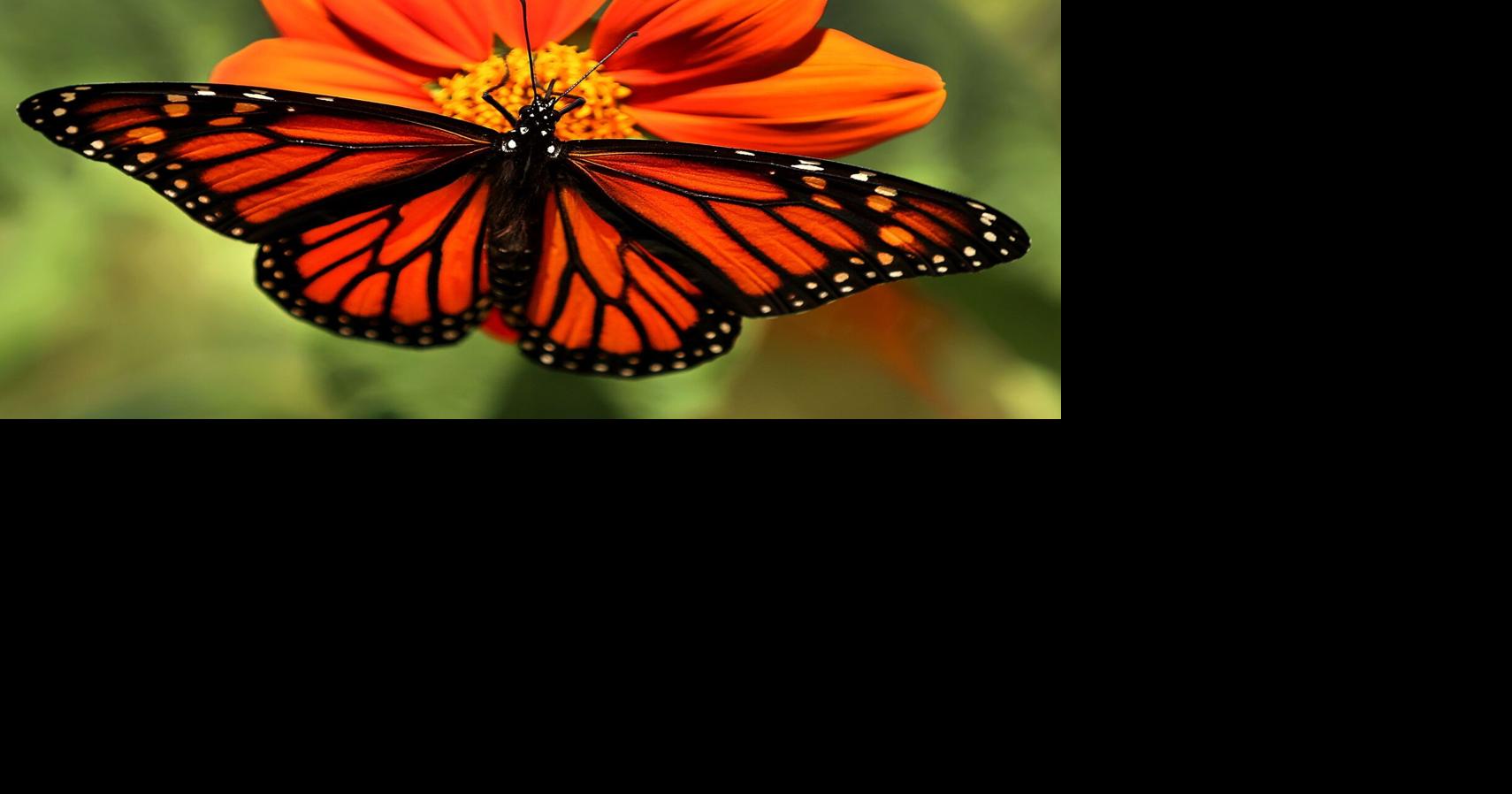 River City Youth restores pollinator habitats in West Central with ...
