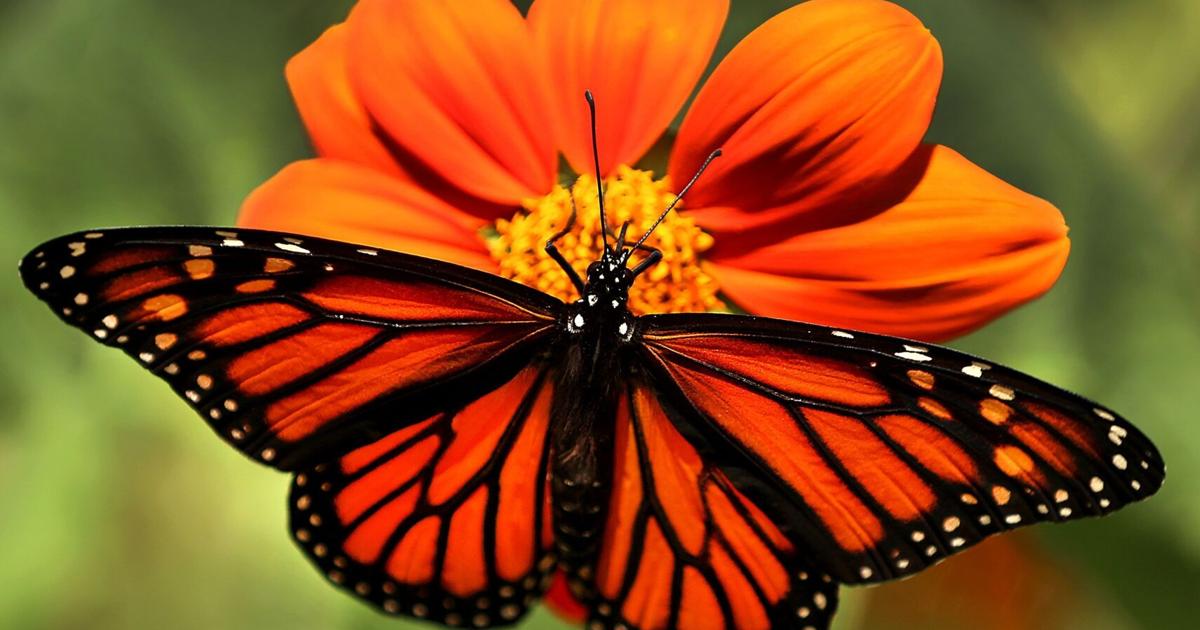River City Youth restores pollinator habitats in West Central with ...