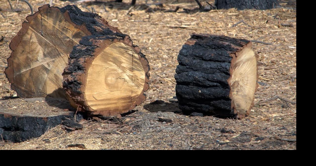 State Parks Commission approves salvage harvest to manage thousands of burned trees at Riverside State Park