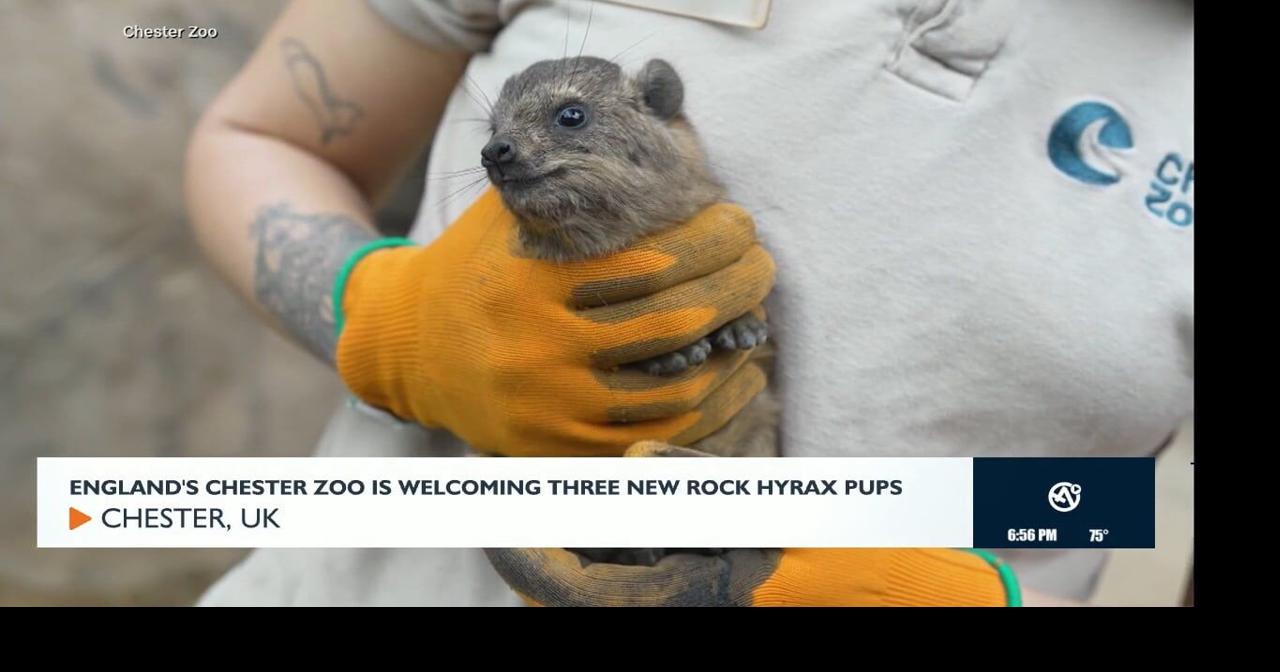 England's Chester Zoo is welcoming three new Rock Hyrax pups