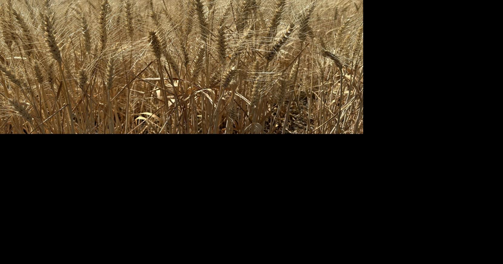 Local farmers push back against potential federal ban on widely-used weed killer