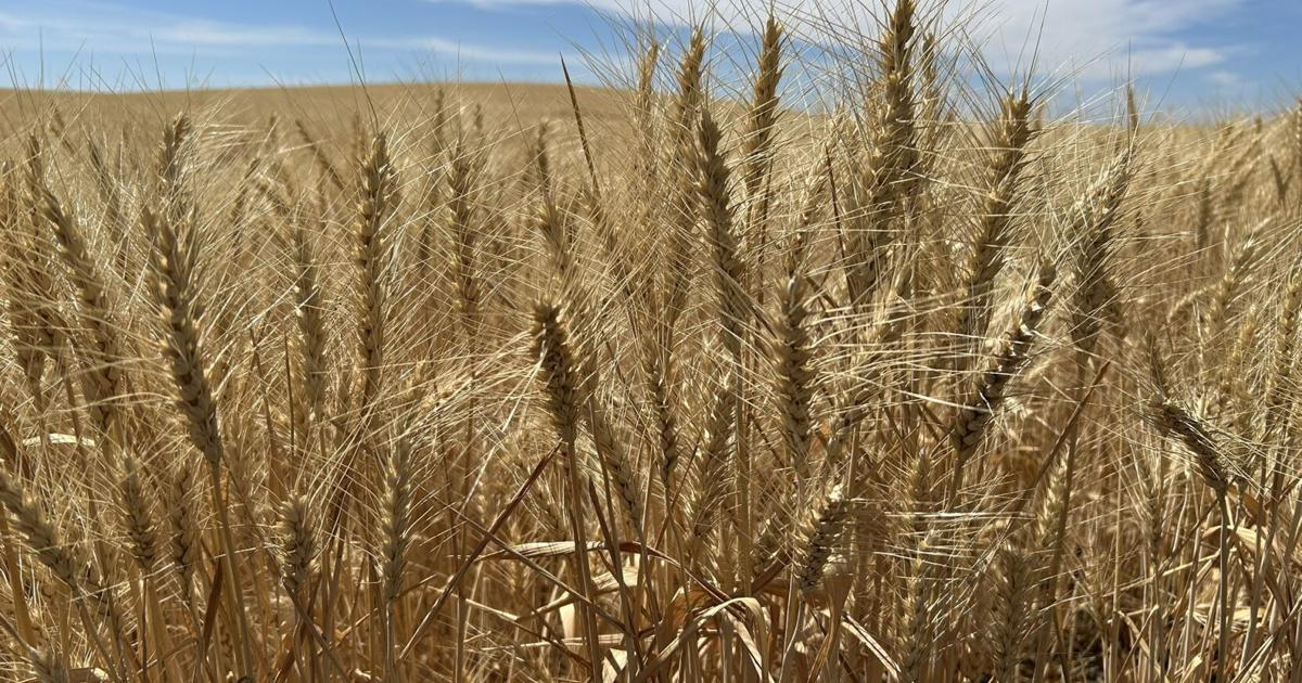 Local farmers push back against potential federal ban on widely-used weed killer