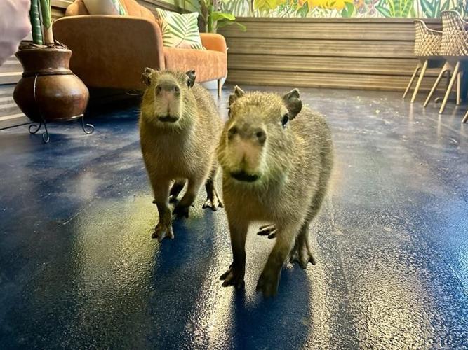 Capy Hour Cafe brings unique capybara coffee experience to Coeur d ...