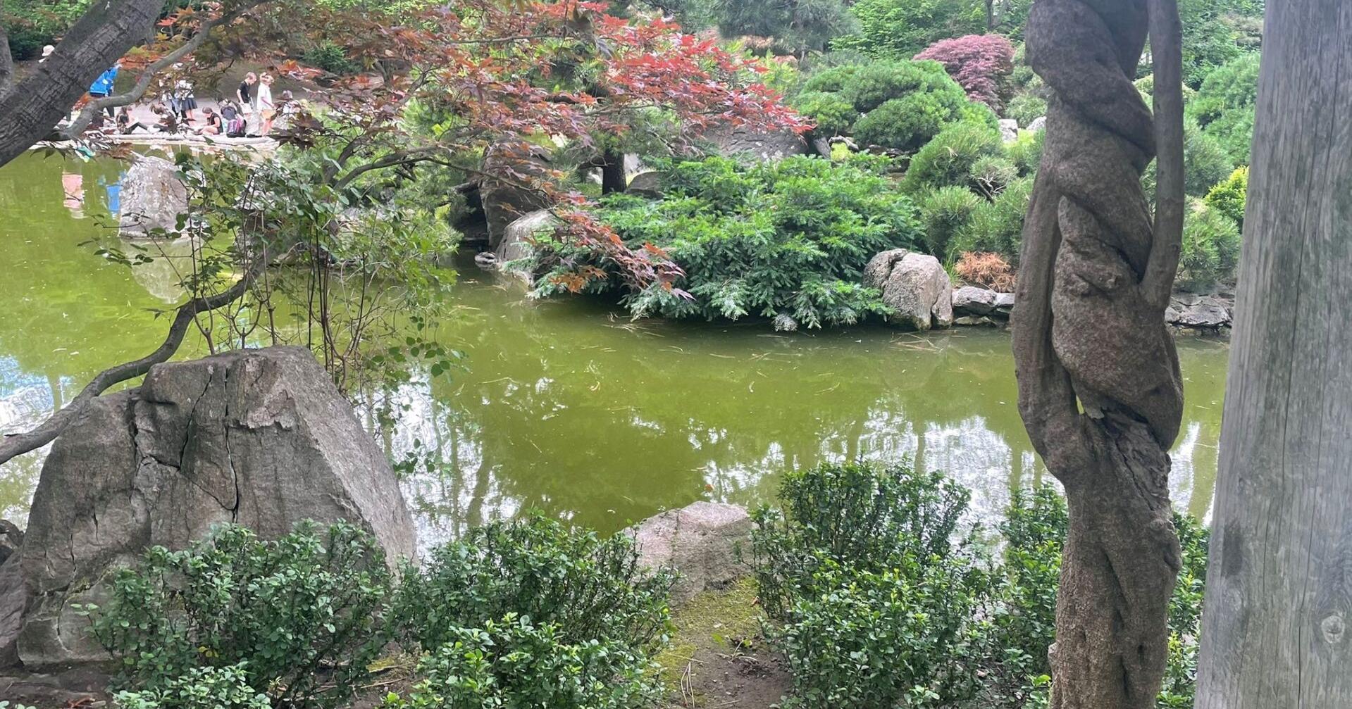 Spokane Parks and Rec says Koi aren't affected by pond algae - Vimarsana News