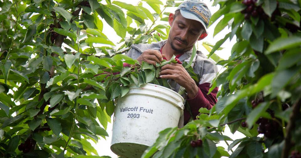 Some farmers question WA state's plan to pay workers overtime - Vimarsana News