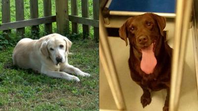 Dog stays by brother’s side after he’s hit by car | Lifestyle | kxly.com