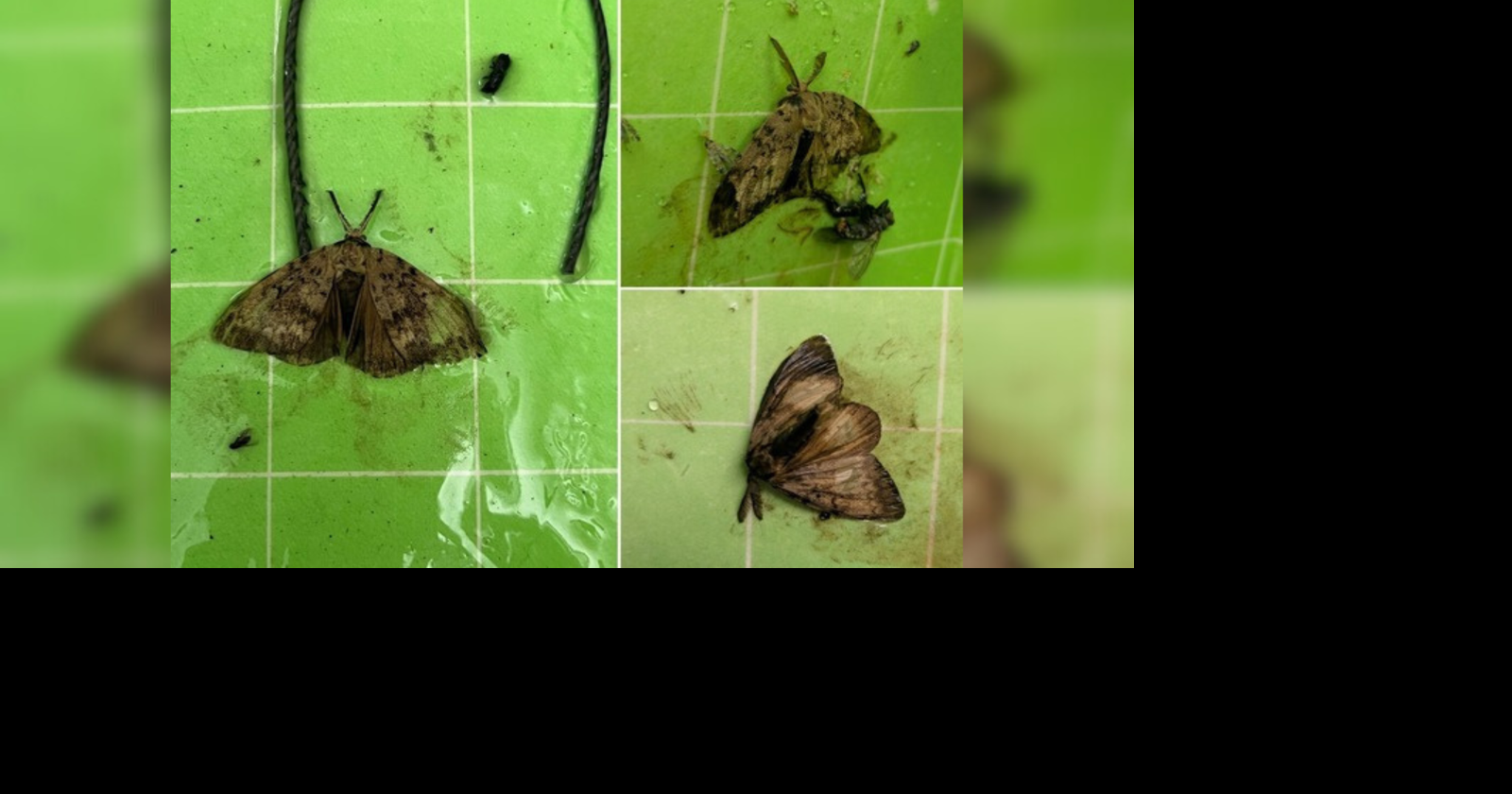 Invasive European spongy moths detected in Sandpoint for second year in a row