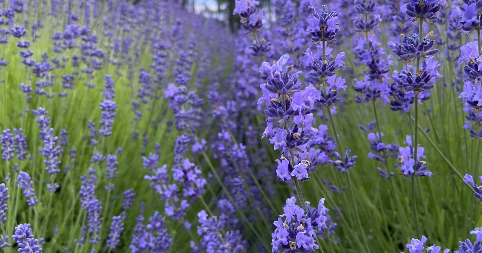 Lavender is in bloom! Here's where you can pick your own - Vimarsana News
