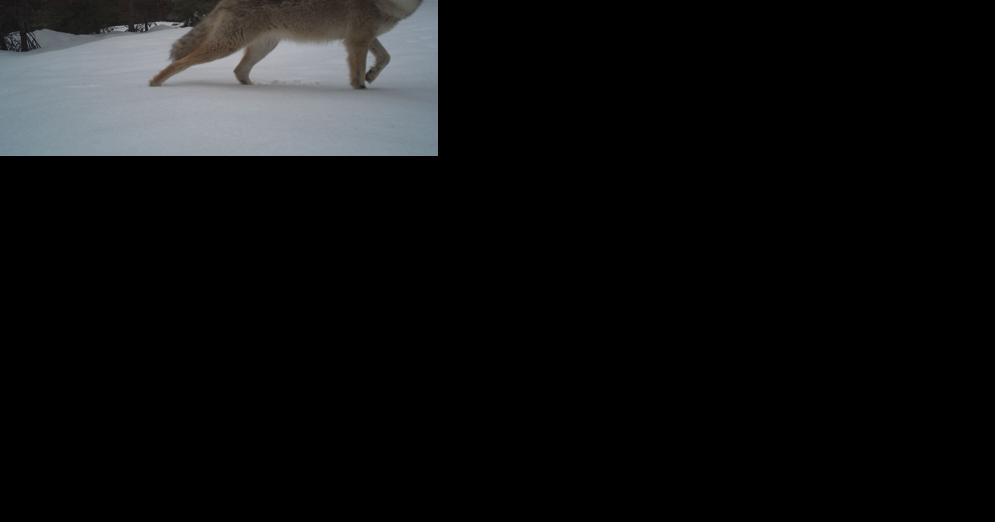 Skier chased & bit by a coyote in Sandpoint - Vimarsana News