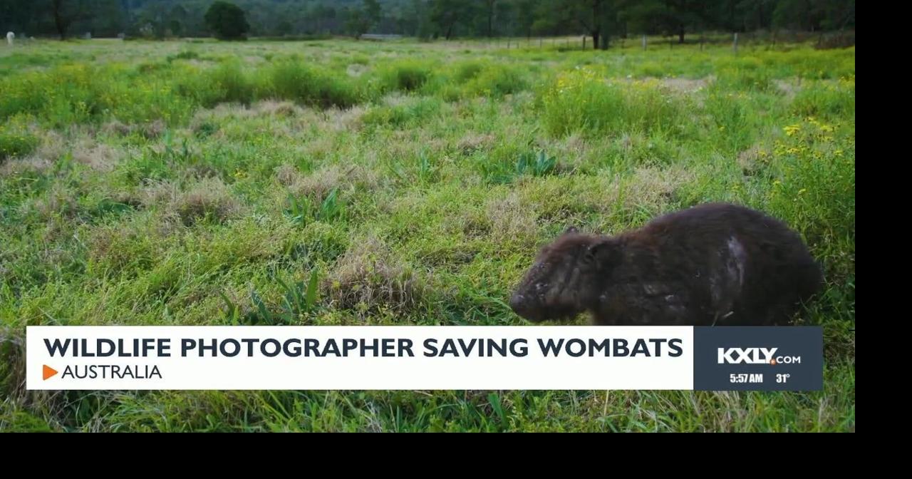 Wildlife photographer saving wombats | Video | kxly.com