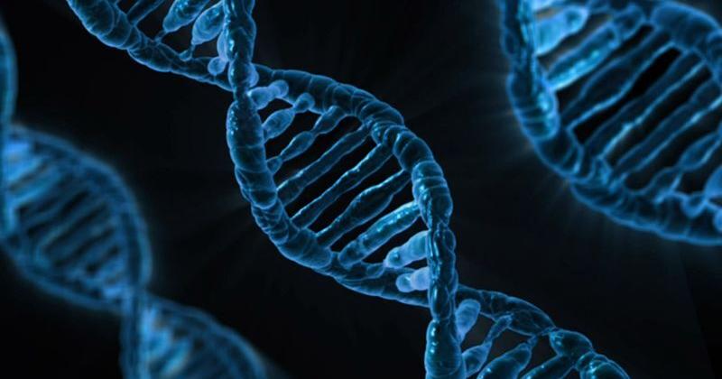 DNA experts will testify in Kohberger hearing this week - Vimarsana News