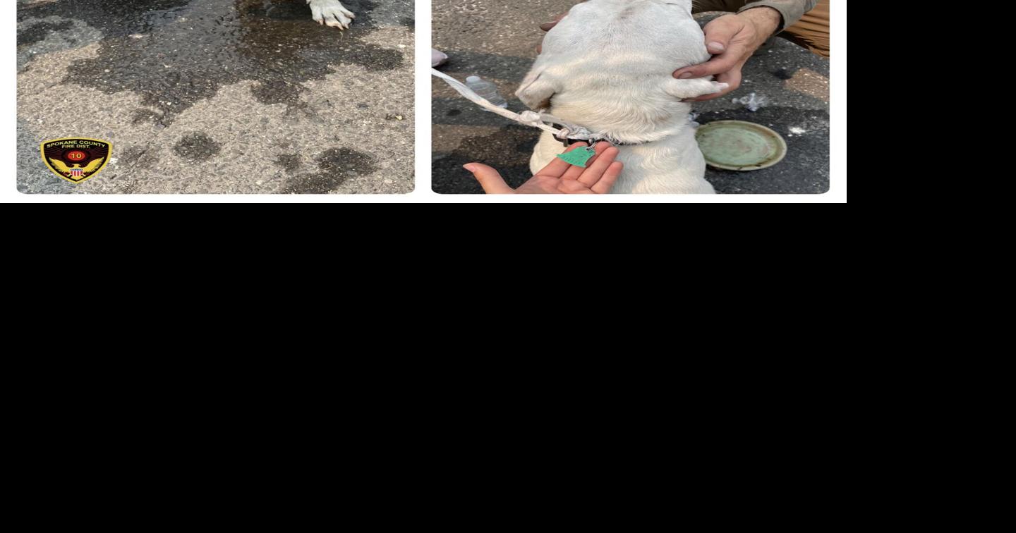 FIREWATCH Pair of lost dogs found on Evergreen and Pineview in Medical