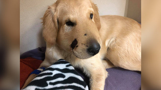 Golden best sale retriever bites