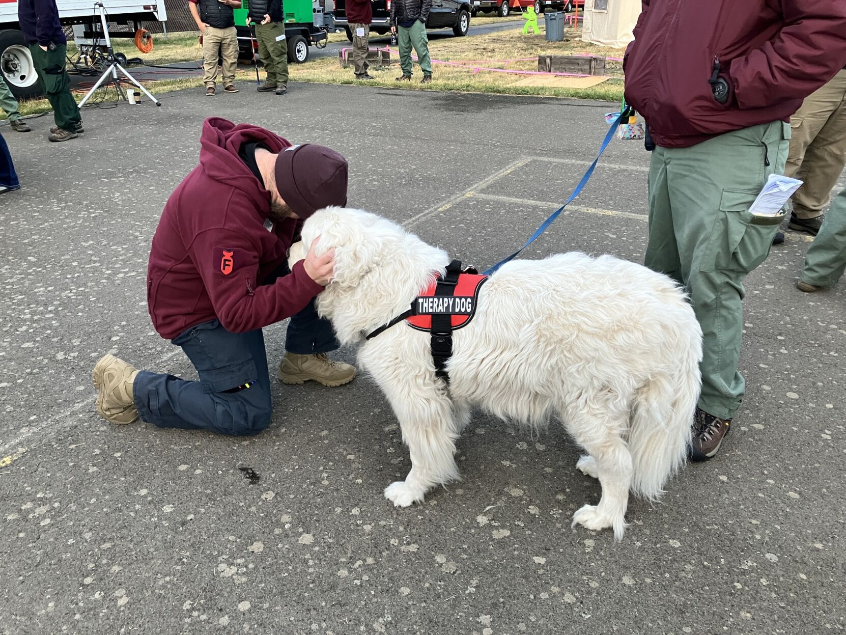 Great pyrenees hot sale service dog