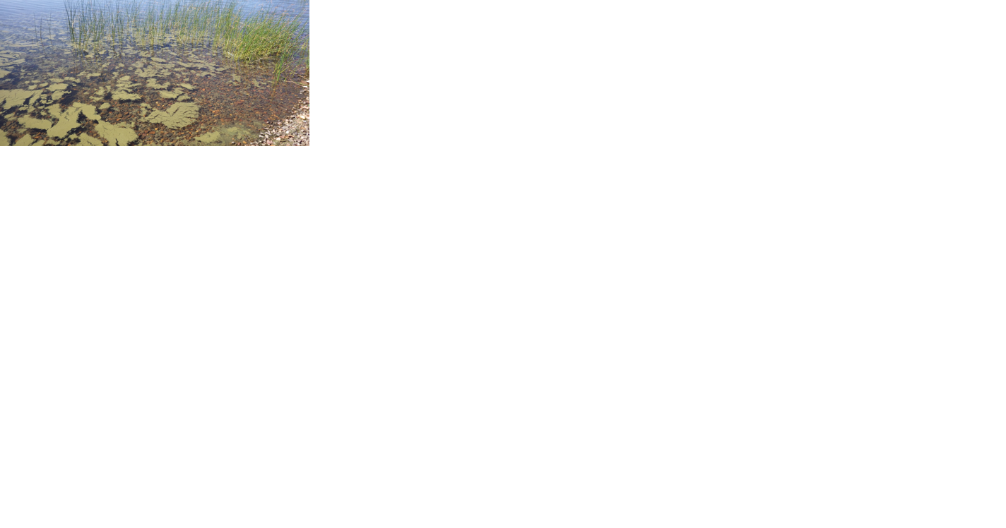 Public Health Advisory issued for Cocolalla Lake - Vimarsana News