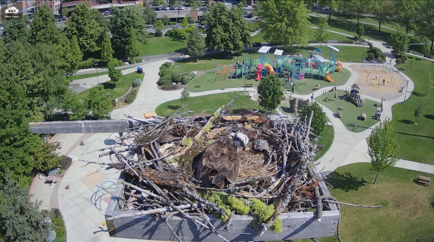 Coeur d'Alene's McEuen Park south camera shows osprey nesting