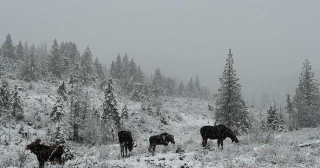 Moose family relocated from University of Idaho arboretum