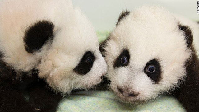 Zoo Atlanta may soon be the last place to see giant pandas in US