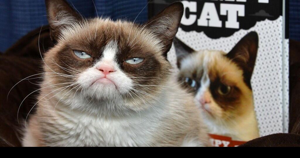 Other celebrity pets might have it harder than Grumpy Cat | Money ...