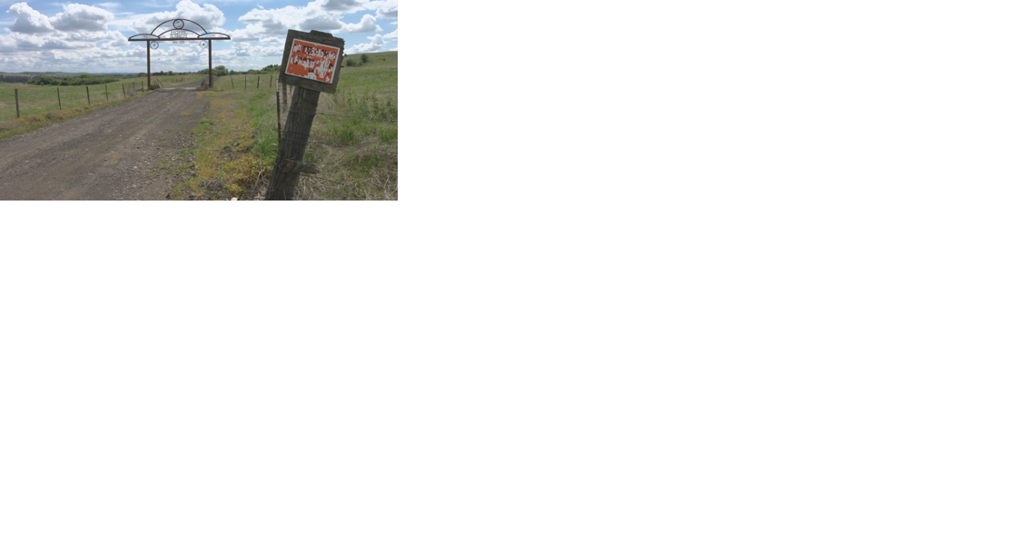 Whitman County ranchers looking for answers to slain, castrated bull - Vimarsana News