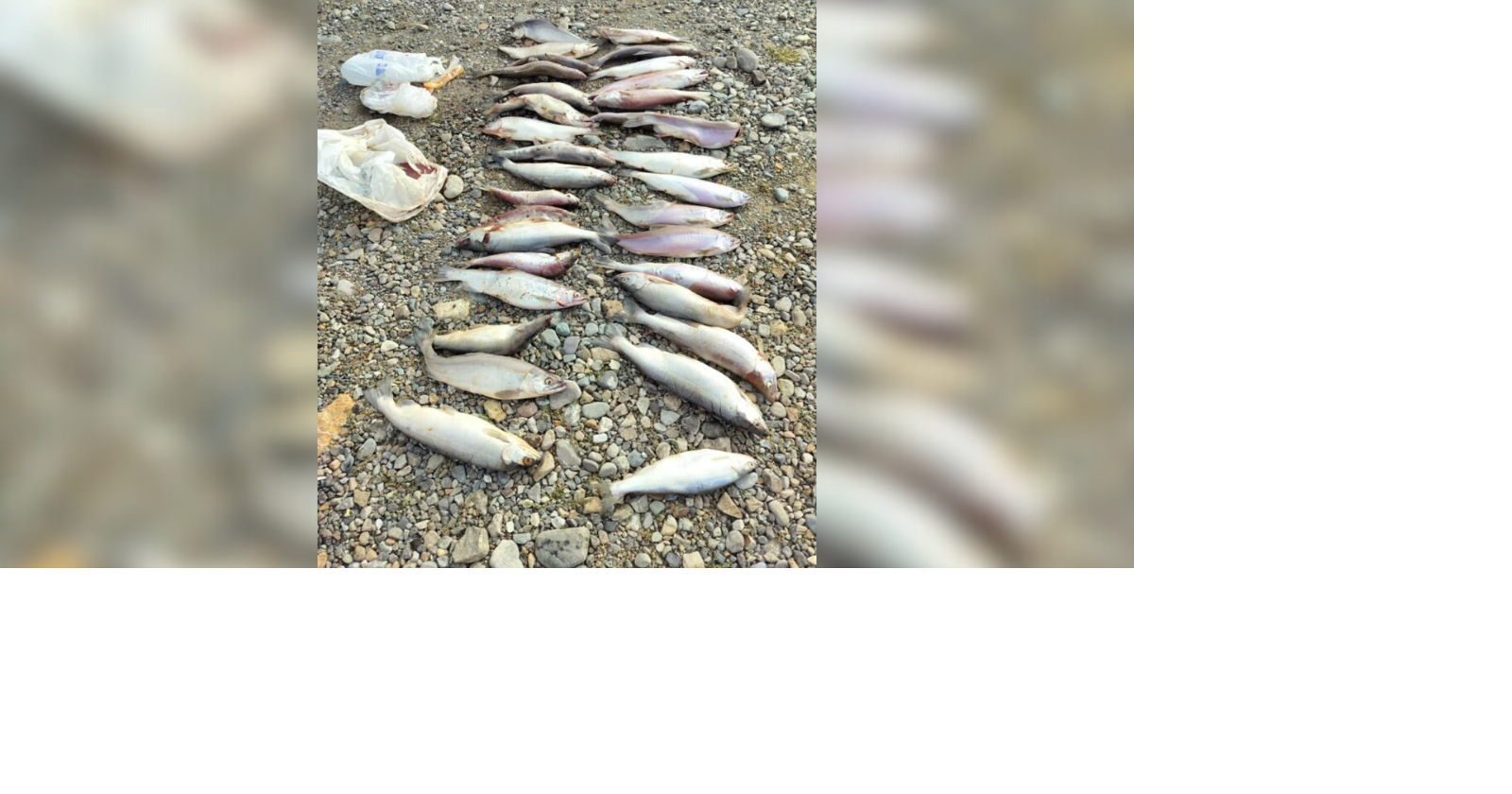 Idaho Fish and Game seeks info on illegal kokanee dumping near Hayden ...