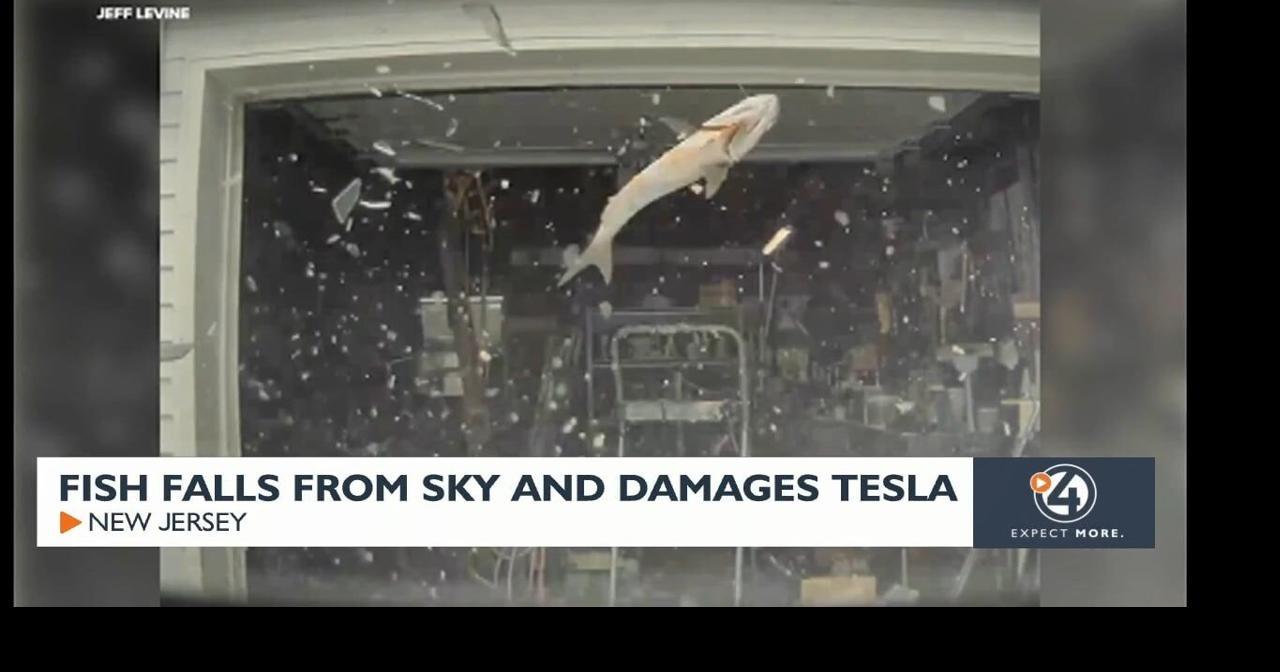 Fish falls from sky and damages Tesla in New Jersey | Video | kxly.com