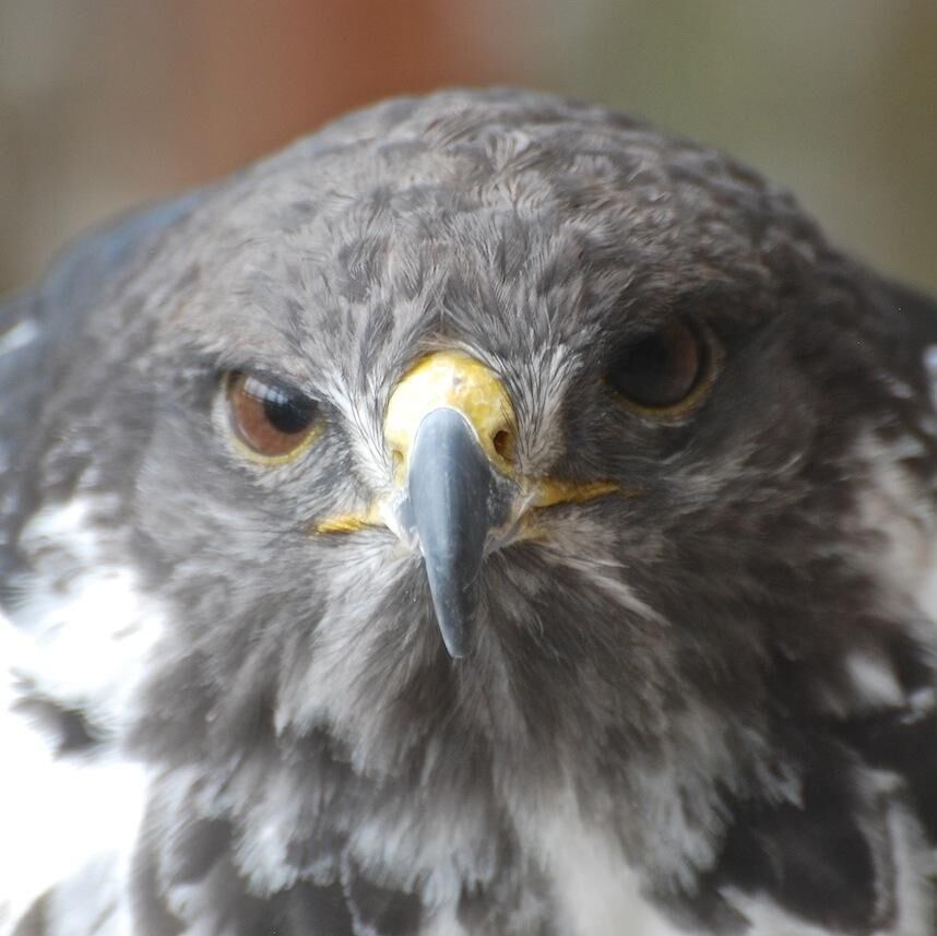 Taima the Seattle Seahawks live hawk mascot pregame preparation 