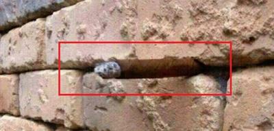 Solution: Brick wall illusion