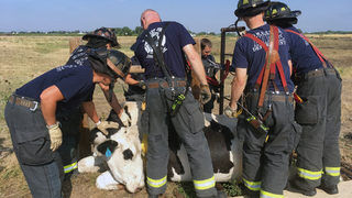Firefighters rescue cow stuck in cattle guard | News | kxly.com