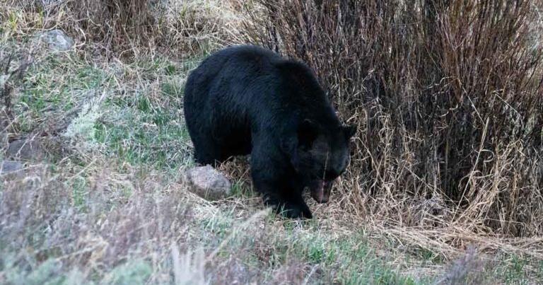 Woman injured in black bear attack near home in Pend Oreille County