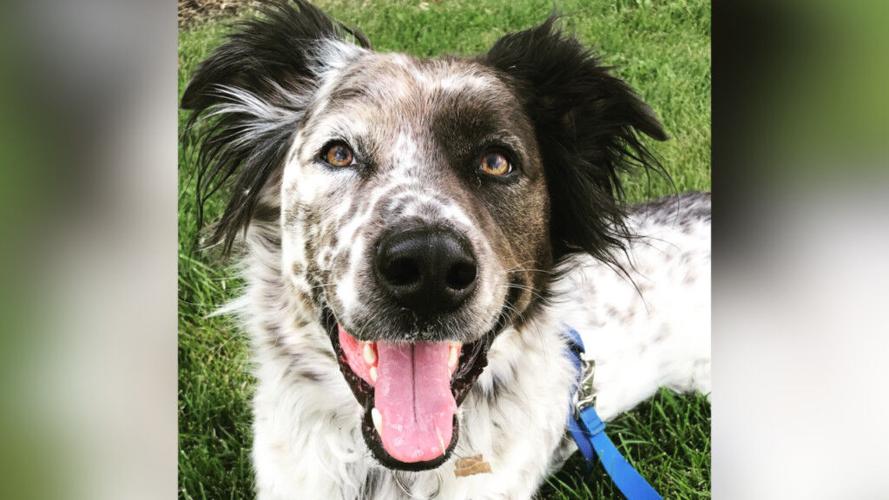 Washington Trust Bank teaming up with the Extreme Team to renovate Spokane Humane Society’s big