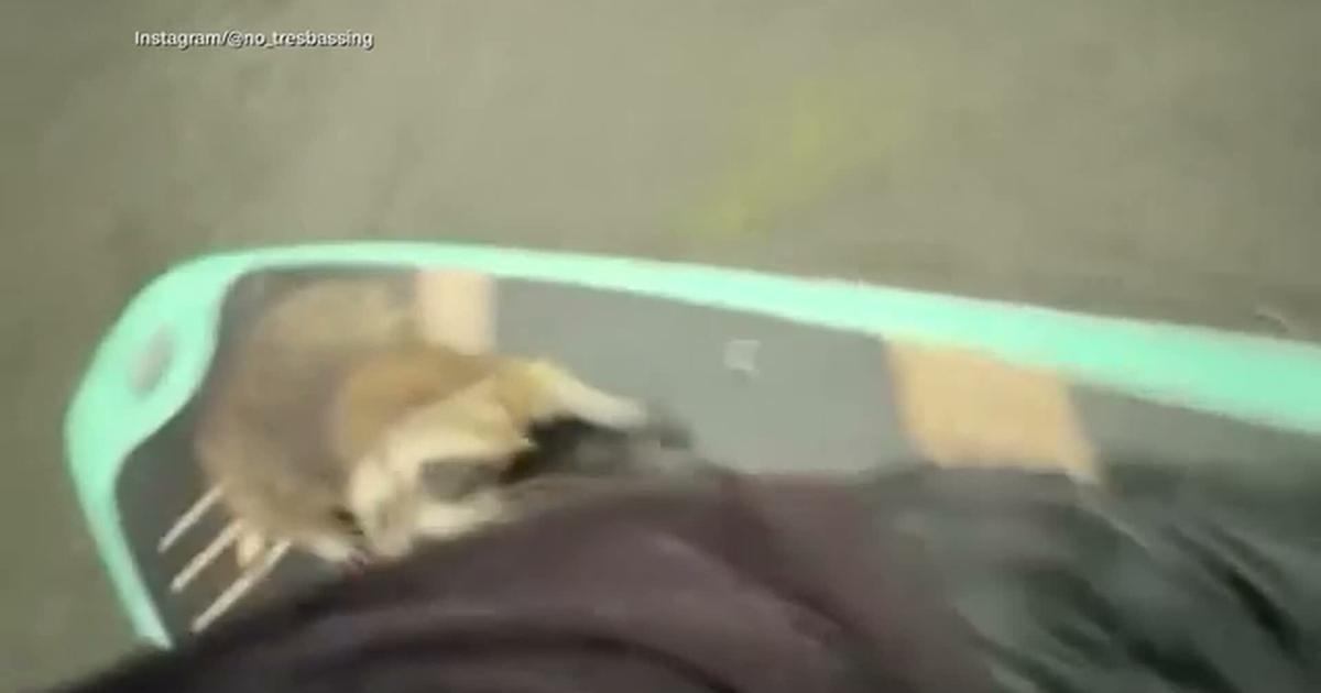 DROWNING RACCOON SAVED BY PADDLEBOARDERS