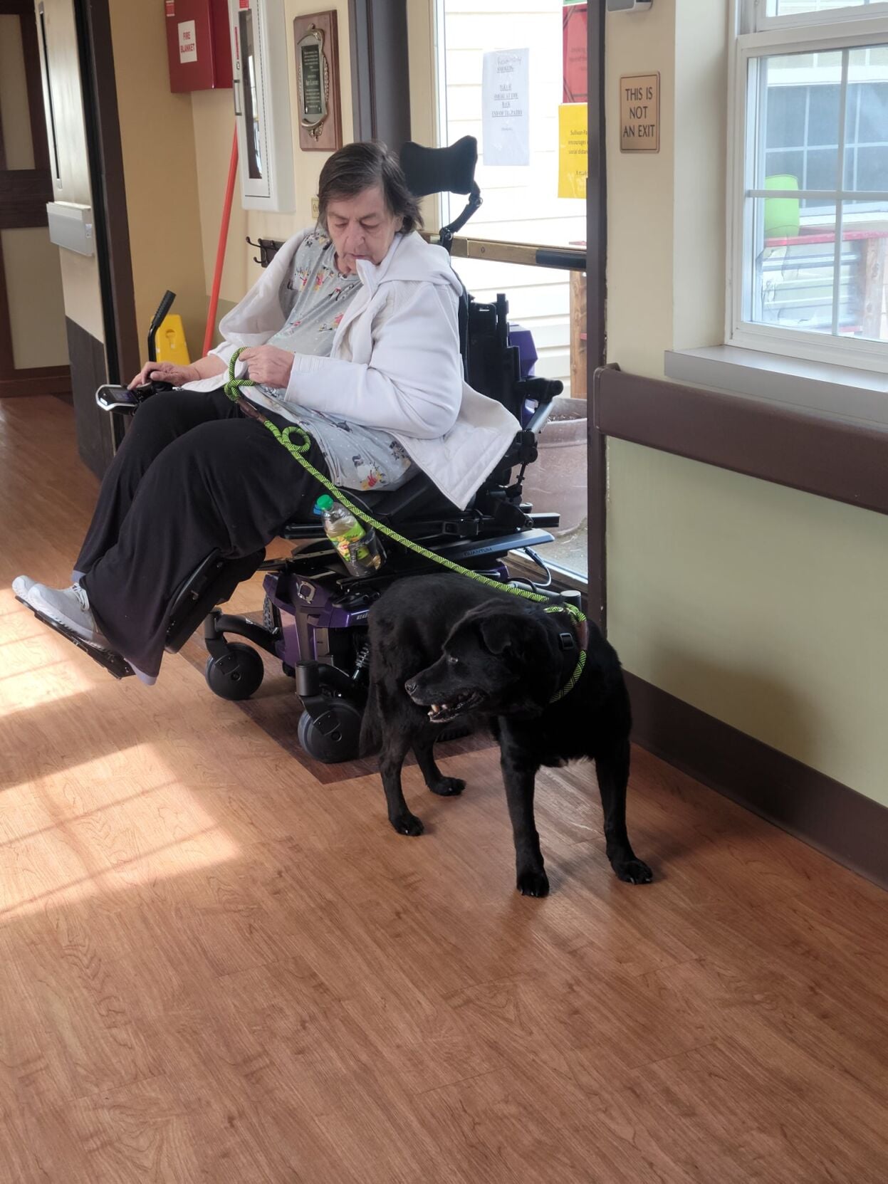 Senior Paws Program ‘Hearts and Paws’ program places senior shelter dogs in care of skilled ...