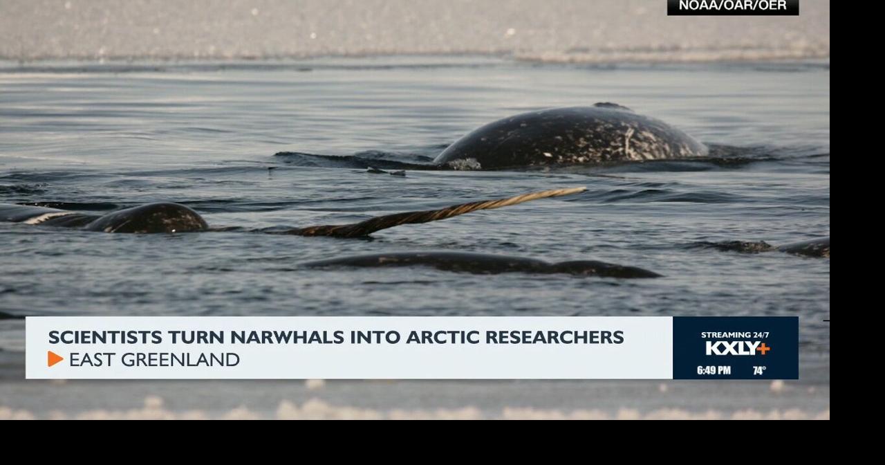 Scientists turn narwhales into arctic researchers