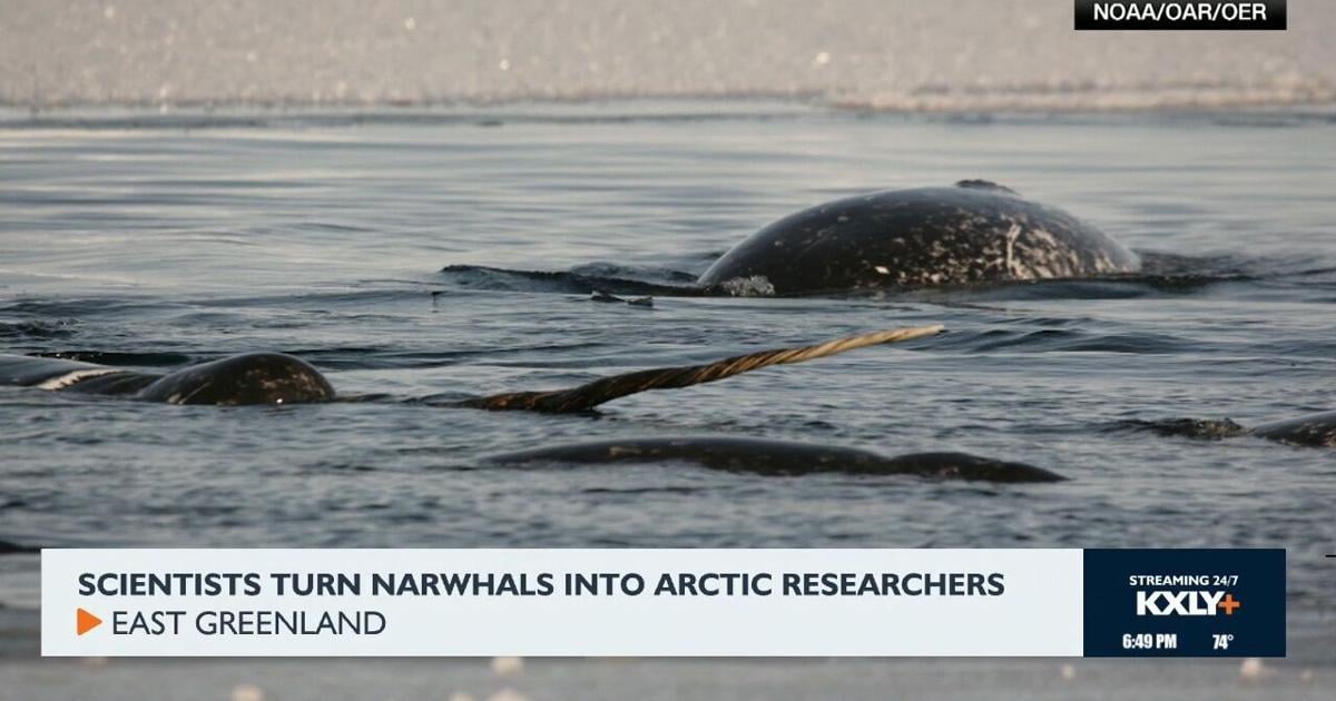 Scientists turn narwhales into arctic researchers