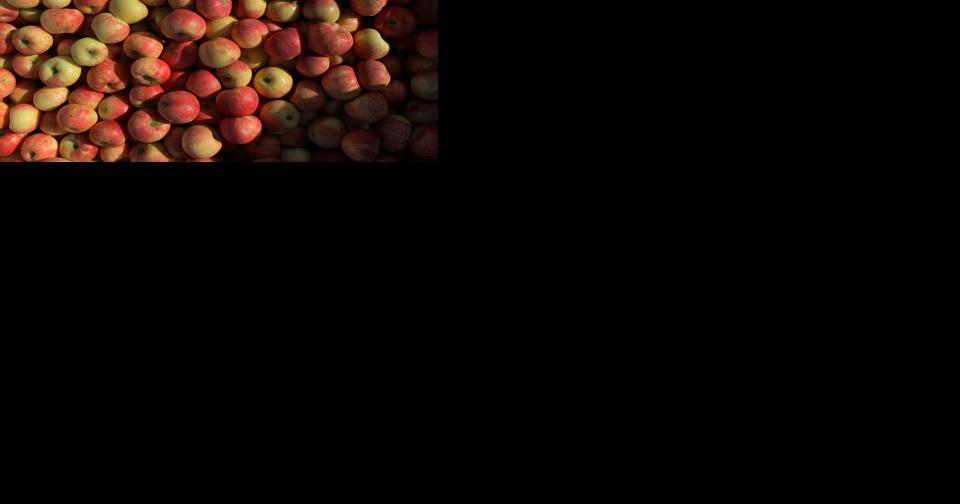 Fair weather yields fruitful 2023 apple harvests in Washington - Vimarsana News