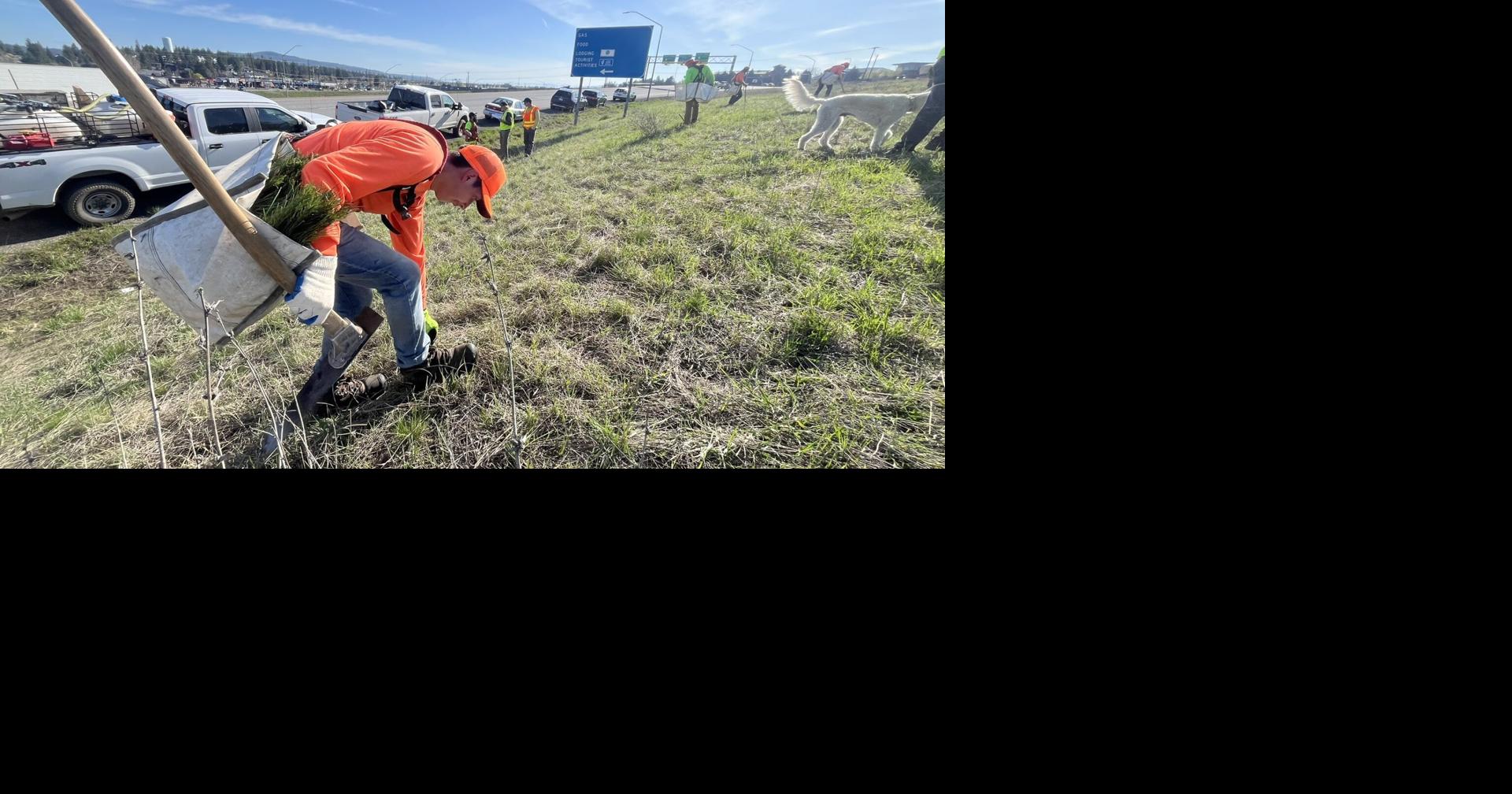 Pine trees planted off I-90 in Spokane Valley to increase city canopy ...