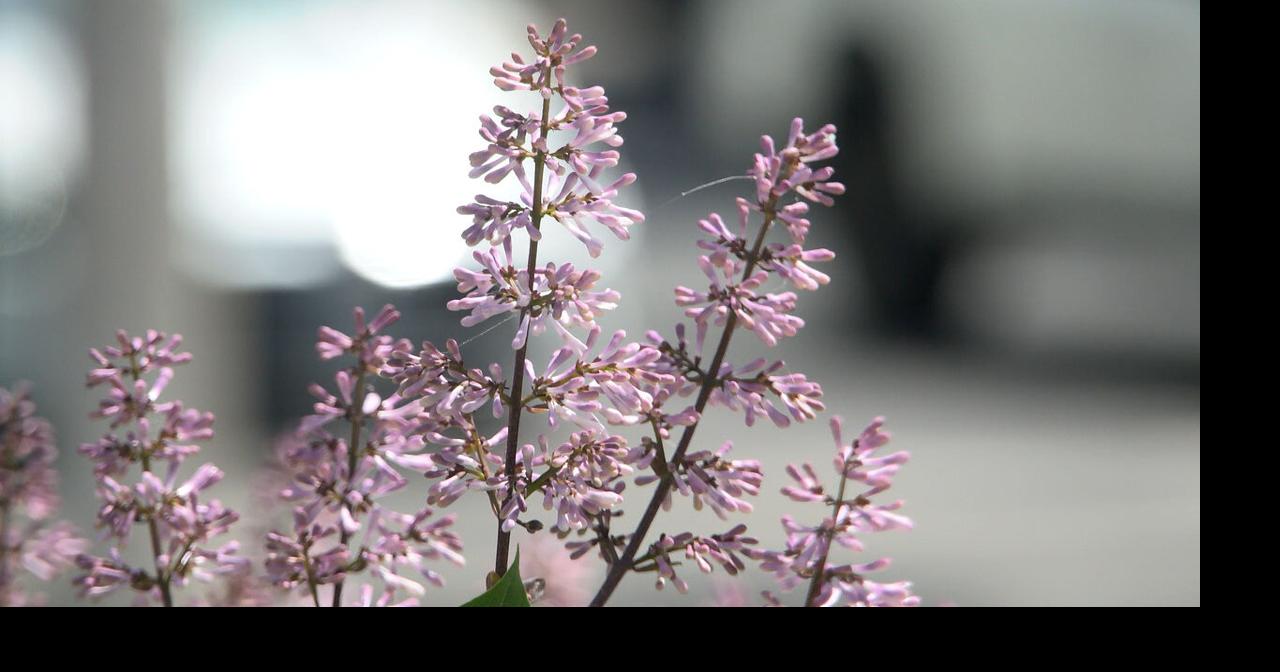 High pollen counts trigger early allergy season in Spokane