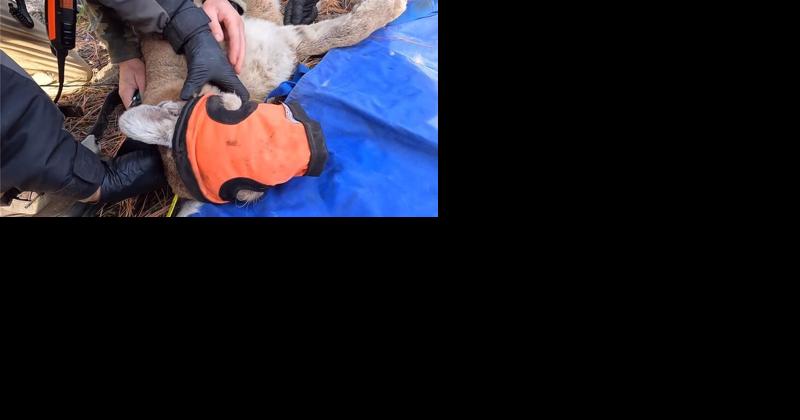 Cougar in Riverside State Park tranqued and tagged to be studied - Vimarsana News