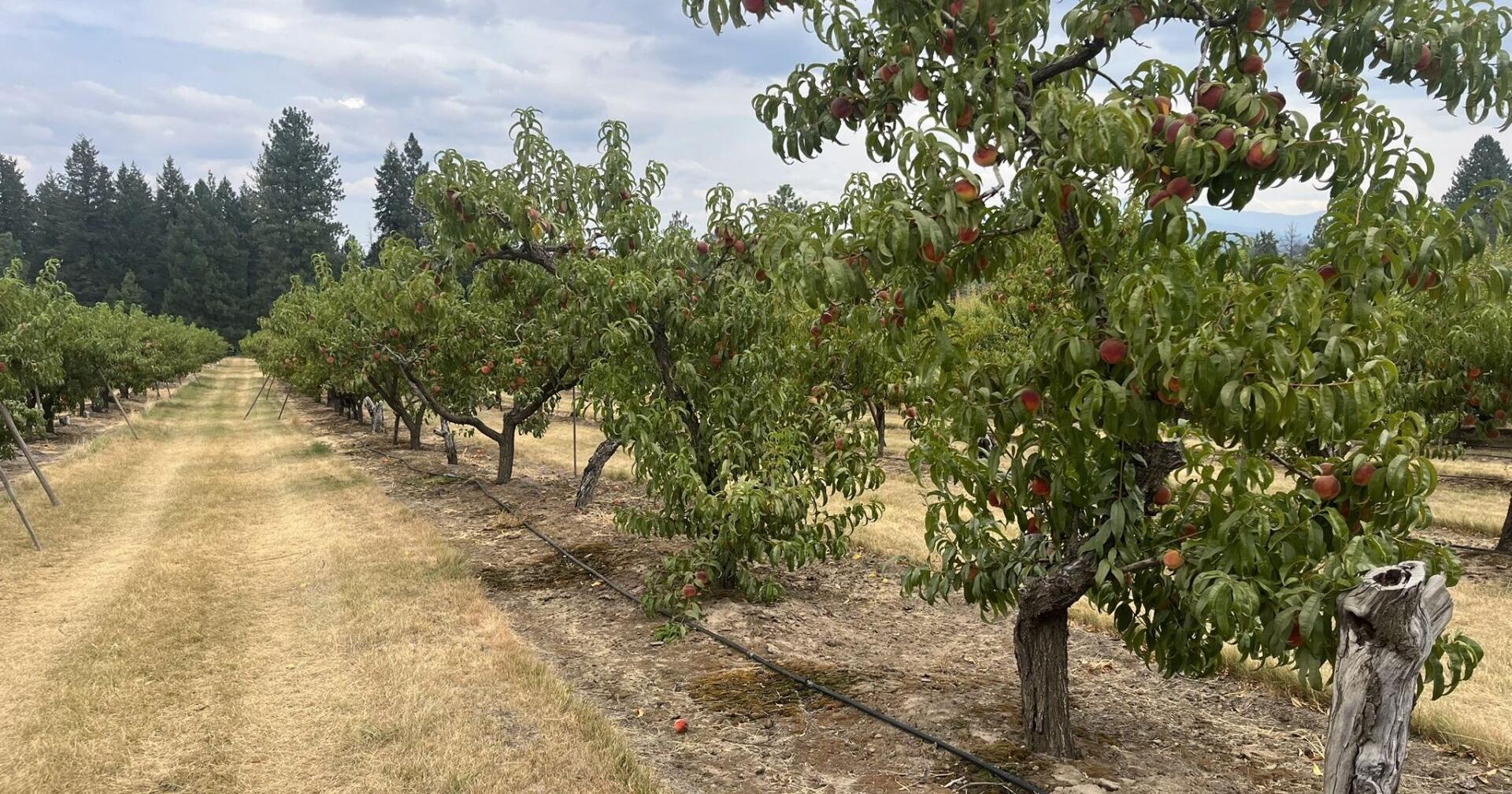Hot, dry weather impacts local farms in Green Bluff - Vimarsana News