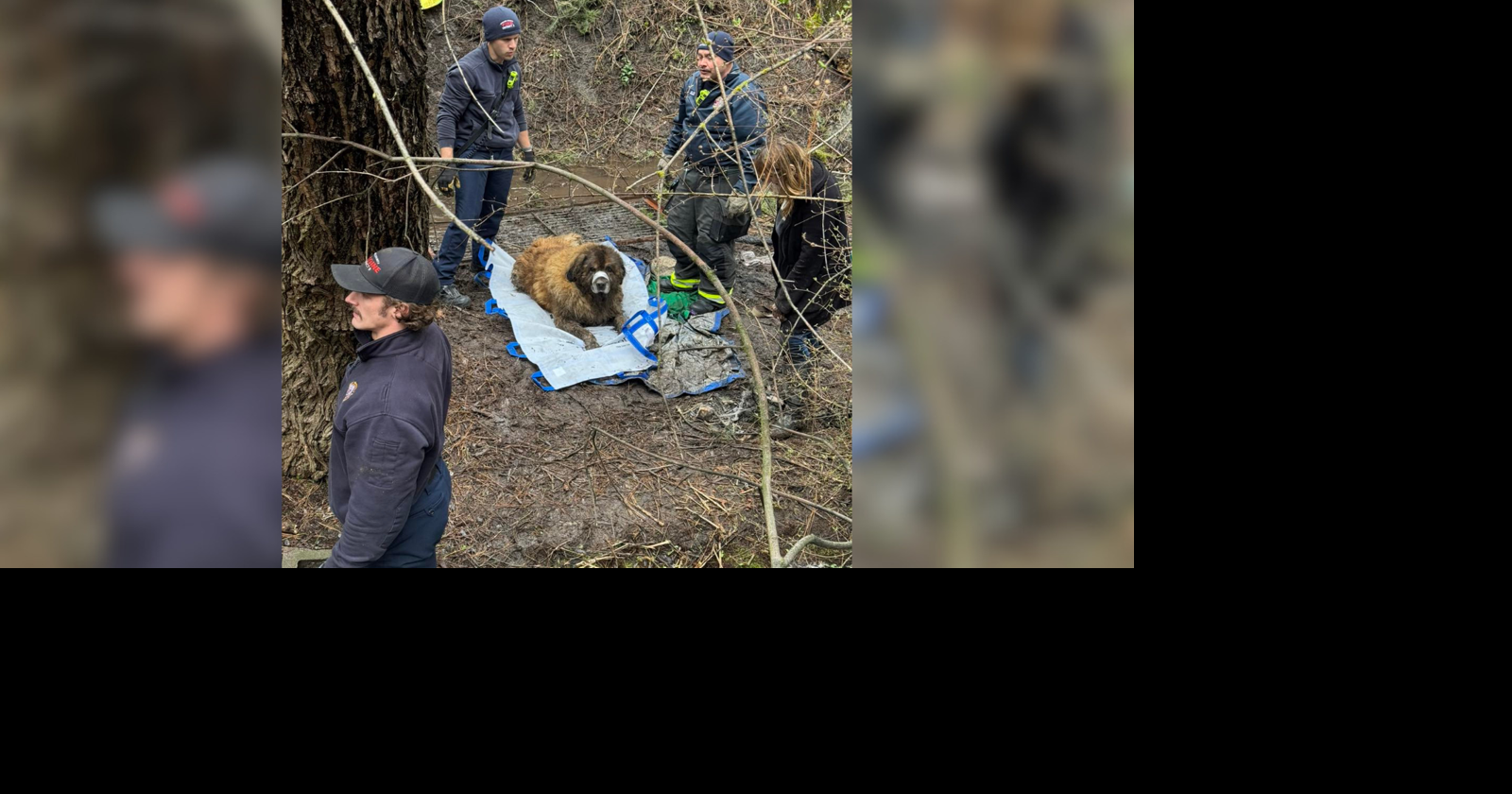 Firefighters rescue 200-pound dog stuck in the mud | News | kxly.com