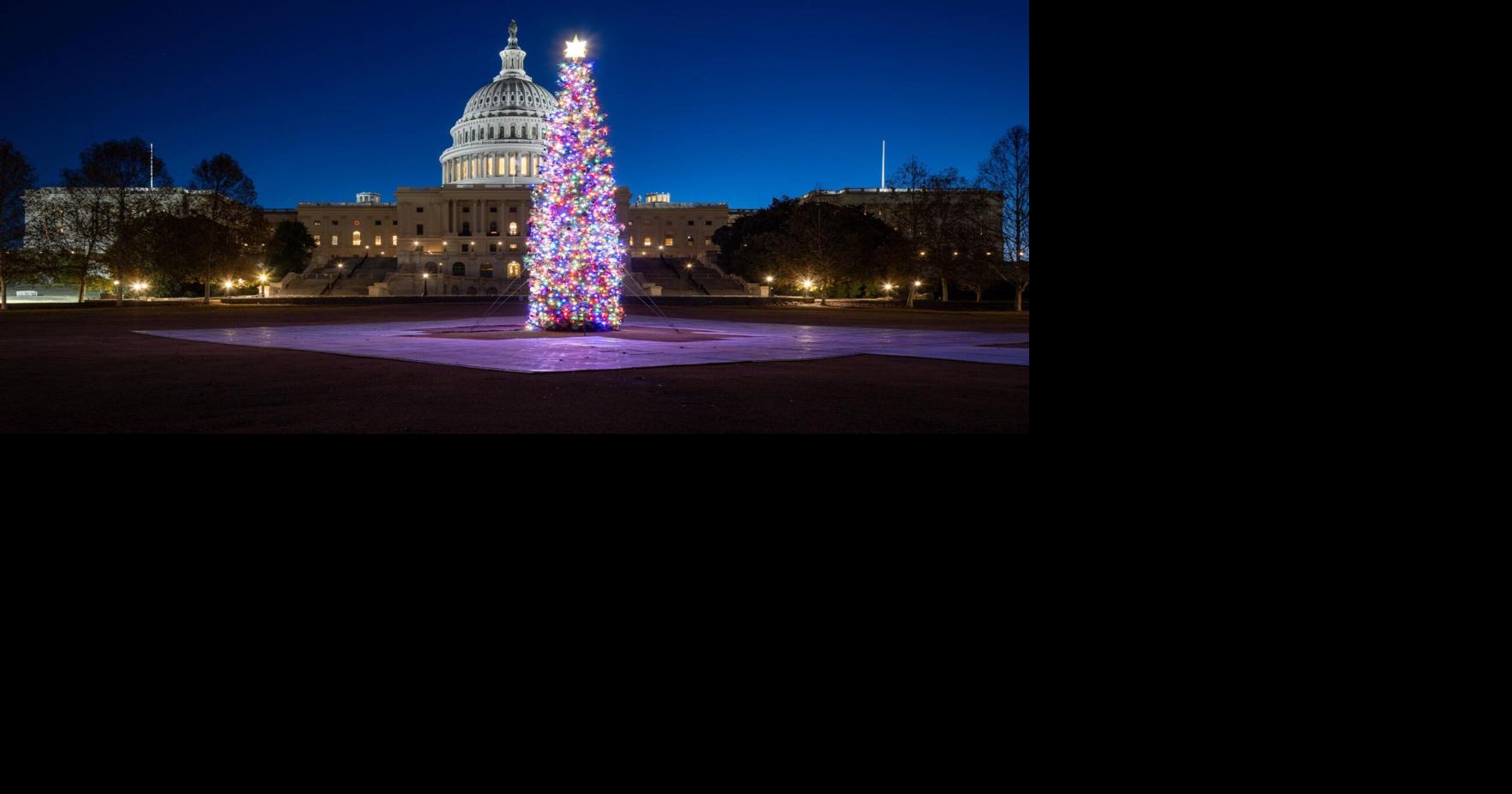 Tree from Idaho will be U.S. Capitol Christmas tree