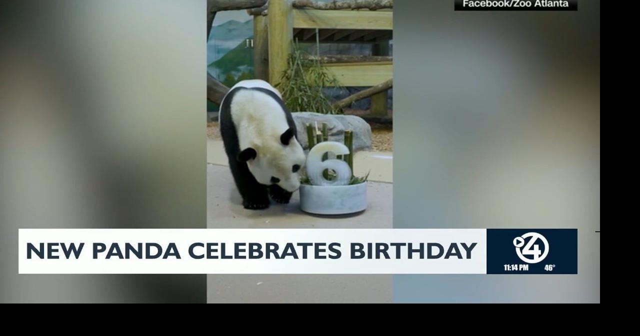New Panda celebrates Birthday | Video | kxly.com