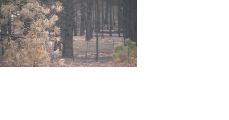 WA DNR receives additional funding to assist wildfire victims - Vimarsana News