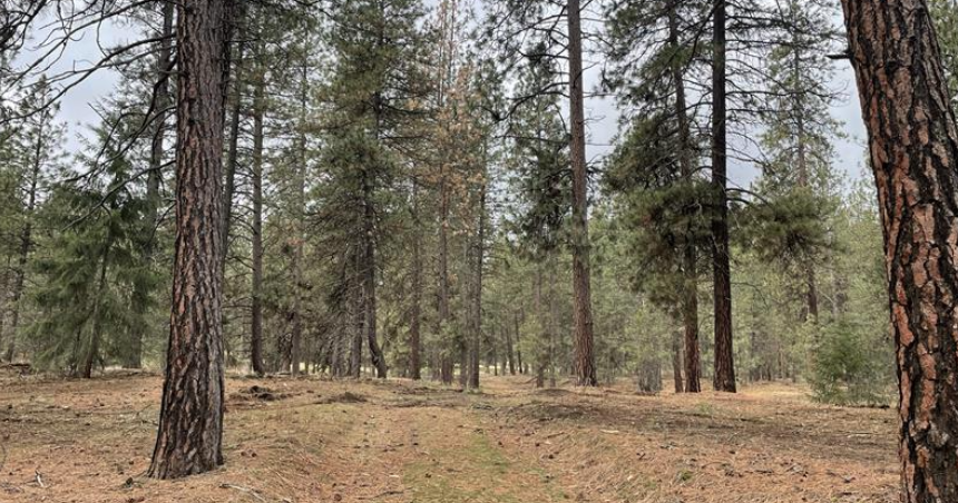 Spokane fire crews working on wildfire prevention in West Hills - Vimarsana News
