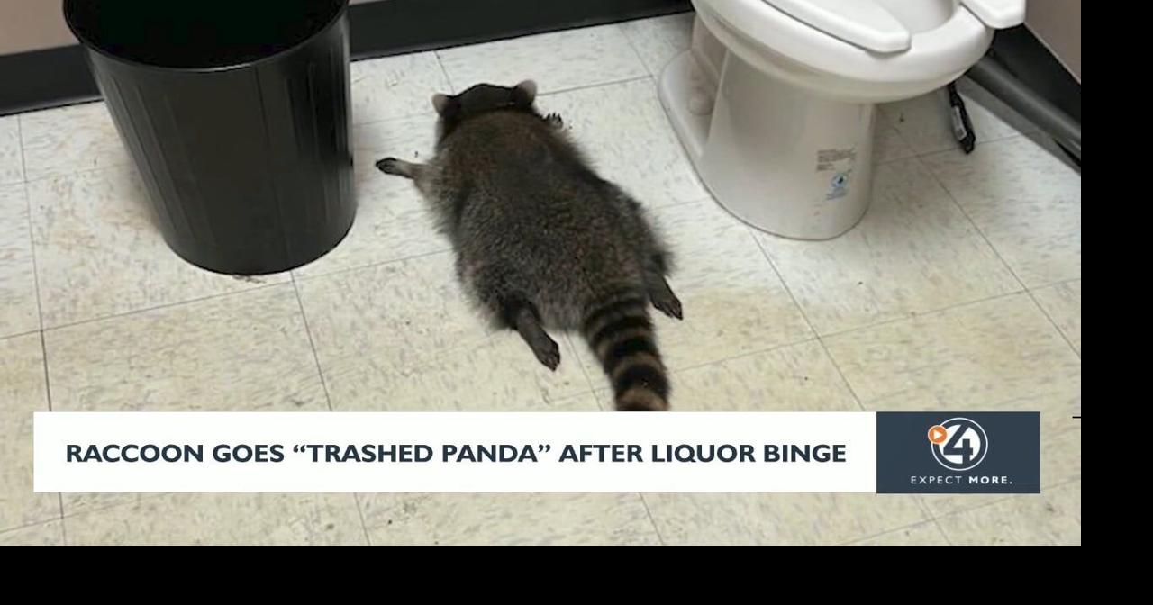 Racoon goes 