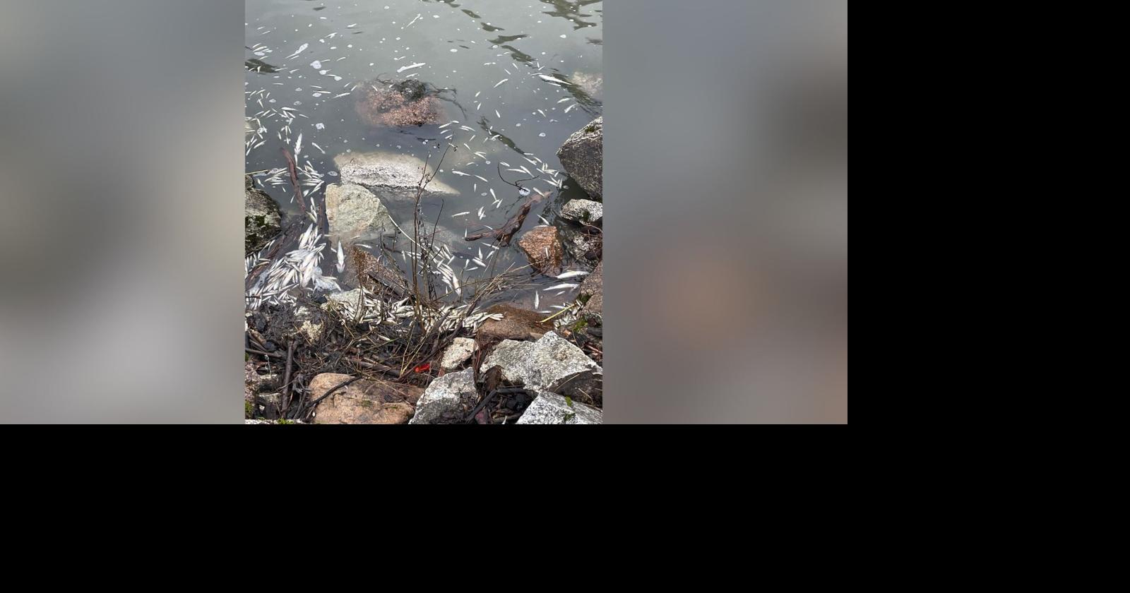 Wildlife agencies investigating thousands of dead fish found in Spokane ...