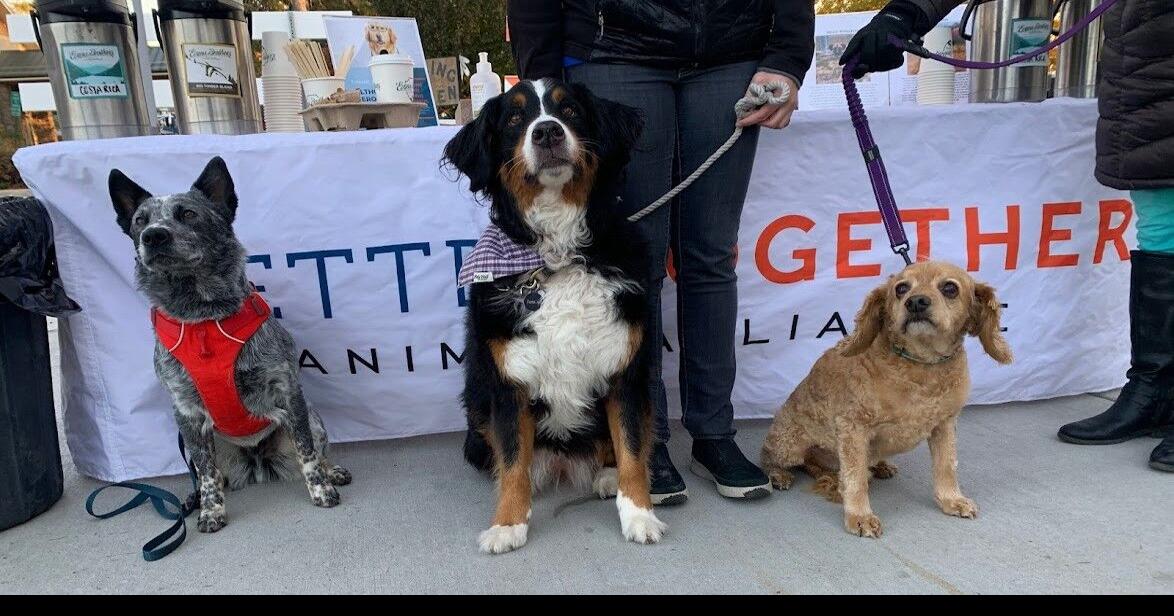 North Idaho animal shelter brings adoptable dogs to hang out with