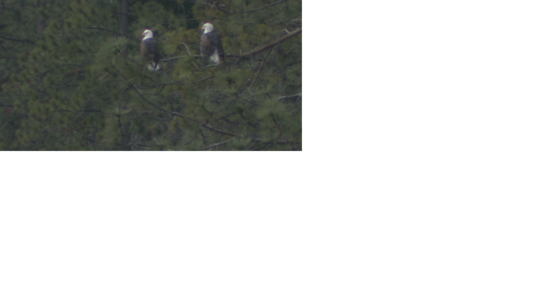 Hundreds of bald eagles featured on Lake Coeur d'Alene's eagle watching cruises - Vimarsana News