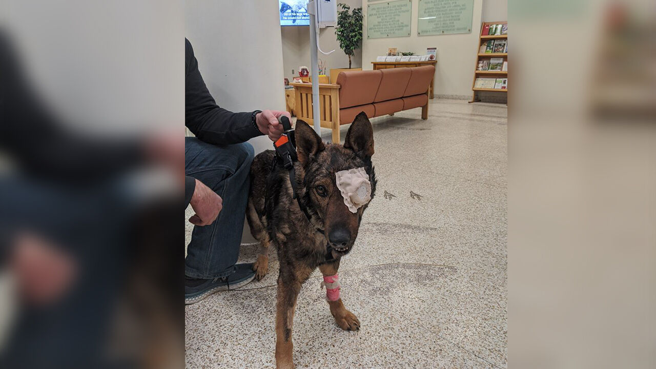 Moses Lake Police K9 shot in the eye recovering from successful surgery ...
